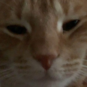 Meet your Posher, Anni